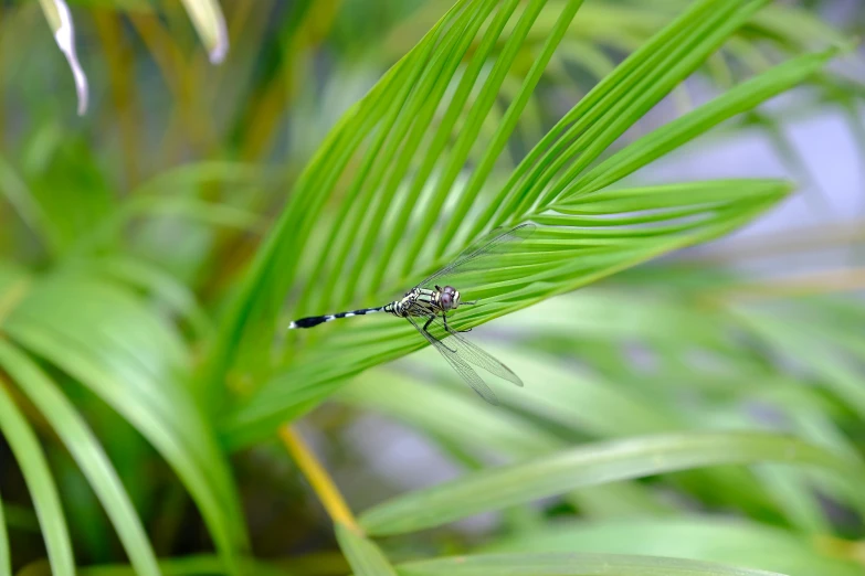 there is a dragonfly that is perched on the plant