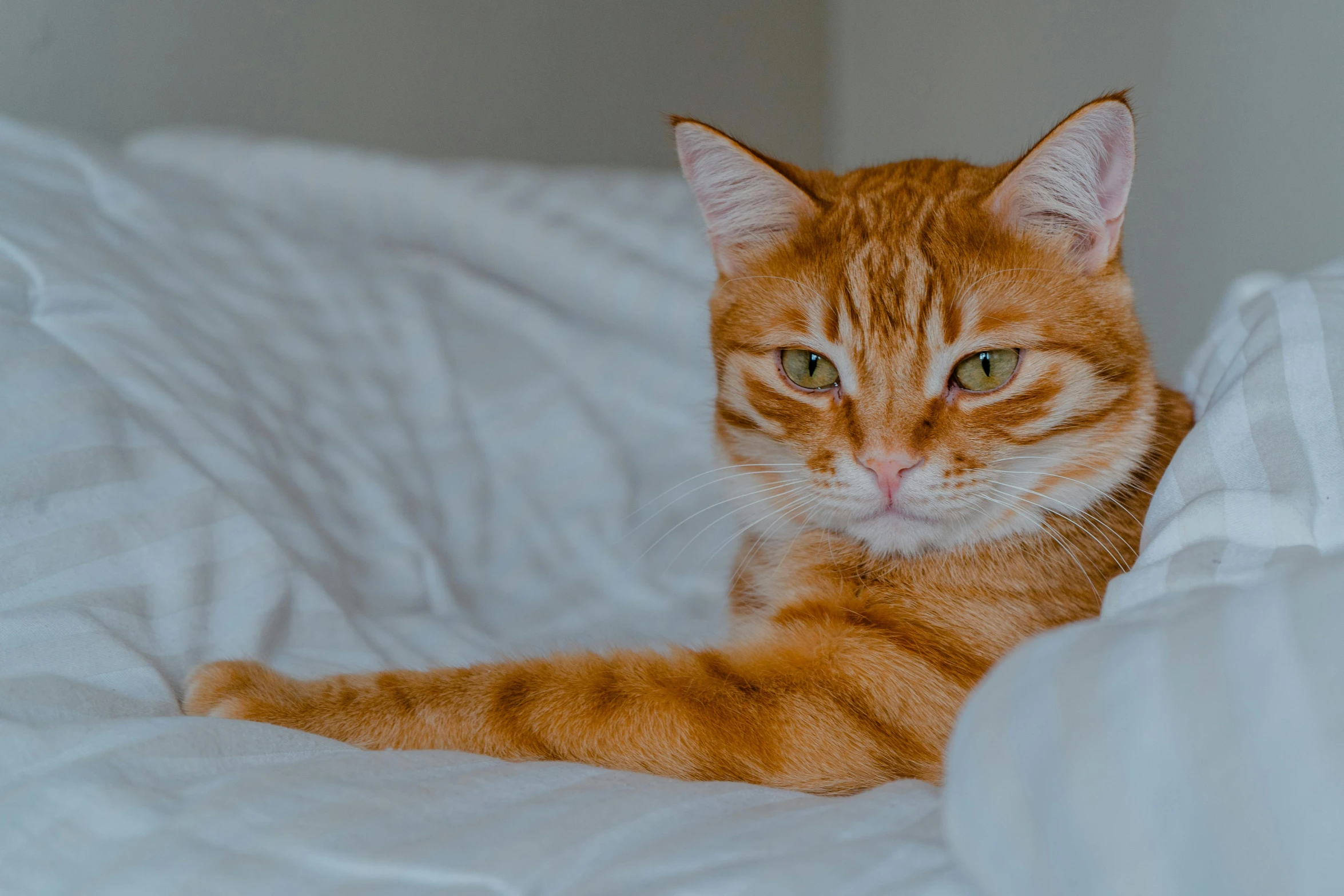 an orange cat sitting in a bed with white sheets