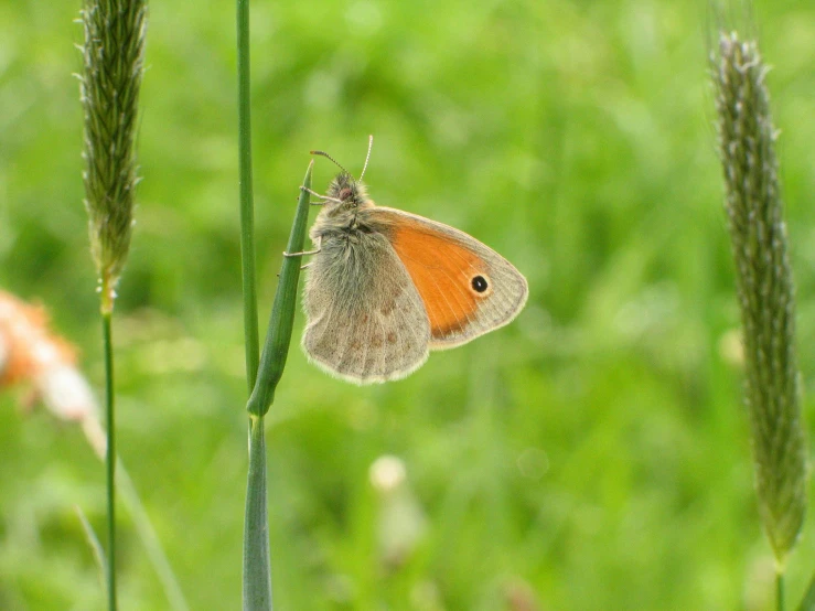 a small brown and white erfly sitting on some tall grass