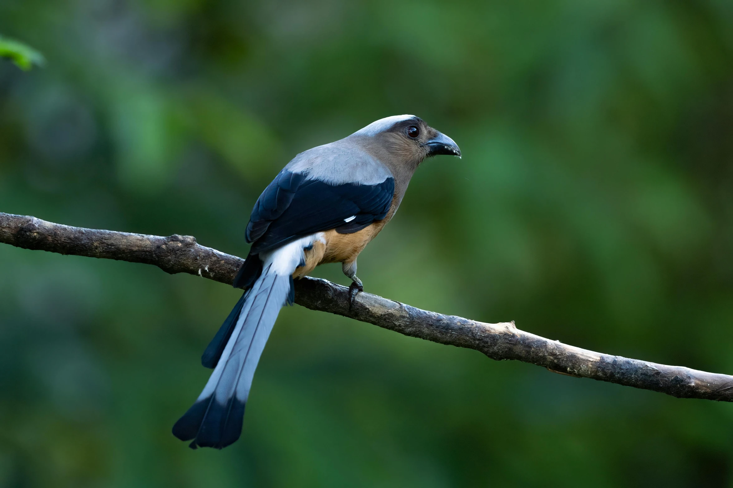 this bird is perched on the nch of a tree