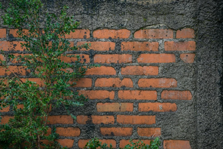 tree grows next to a very old, old red brick wall