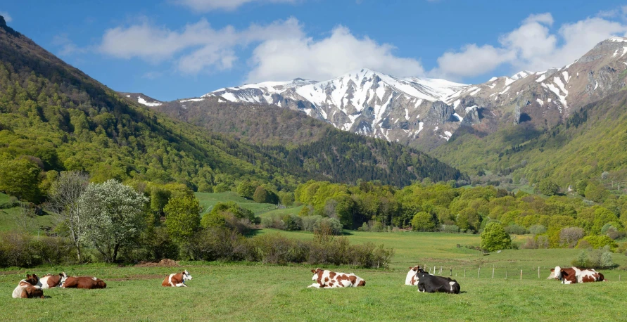 several cows lying in the grass on a mountain