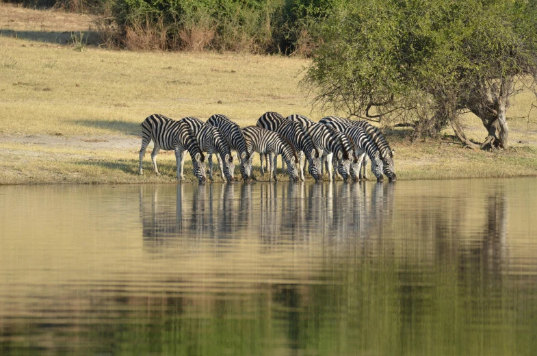 four zes are drinking water from the side of the lake