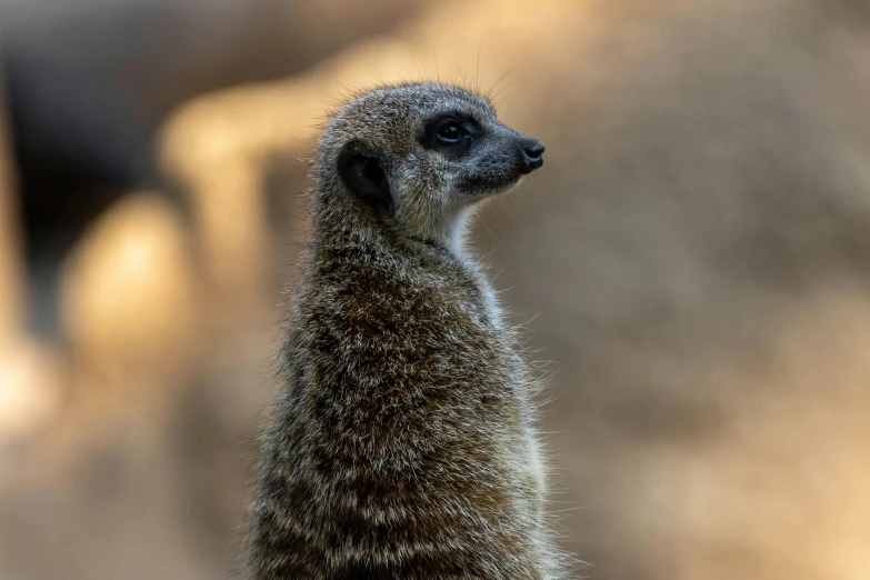 small meerkat in the sun during the day