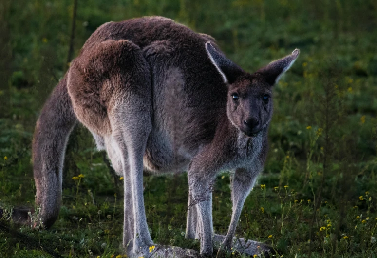 an animal that is standing up in the grass