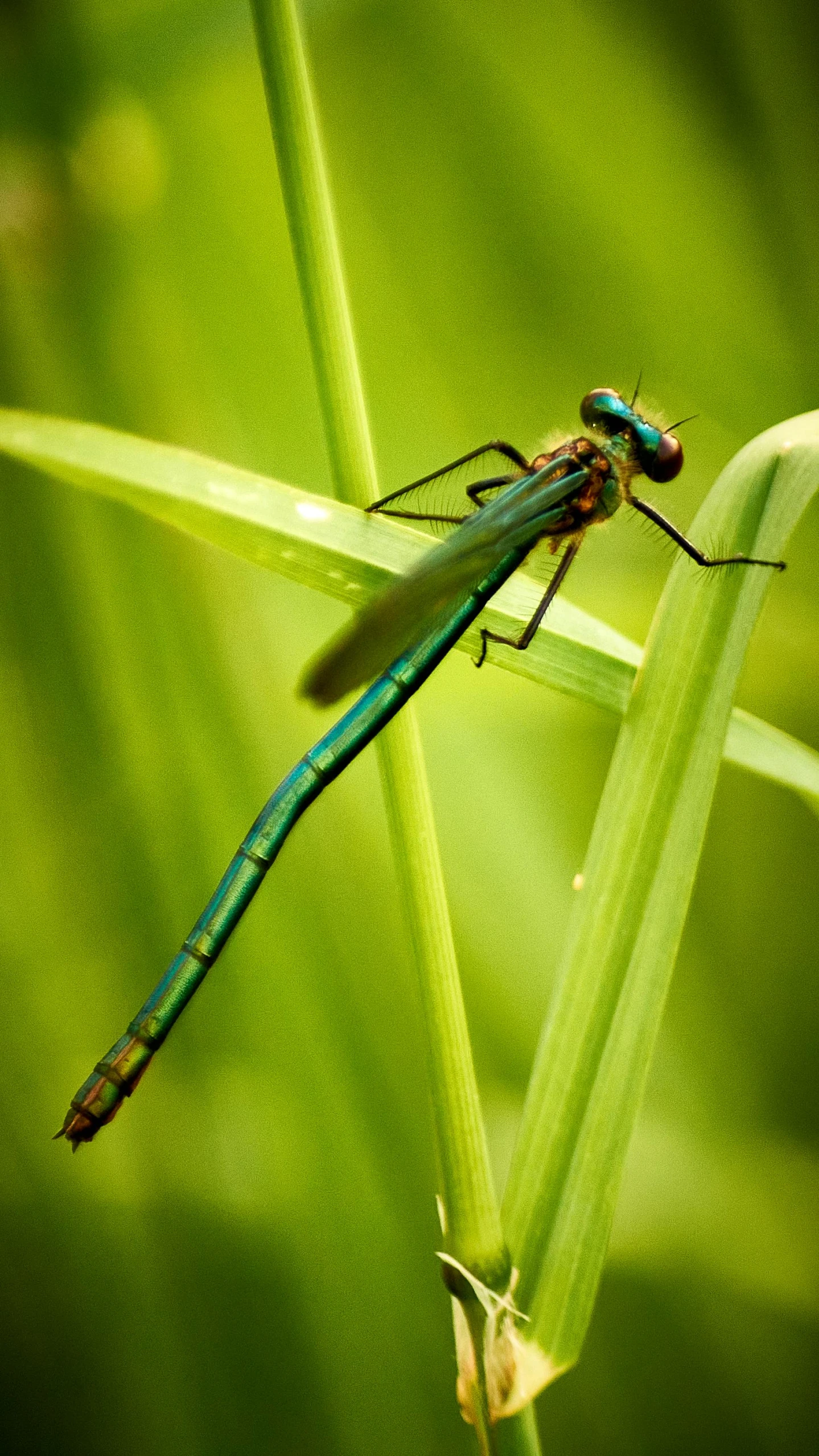 a green and blue insect perched on top of some grass