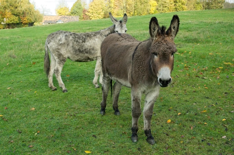 two donkeys in a field in a green landscape