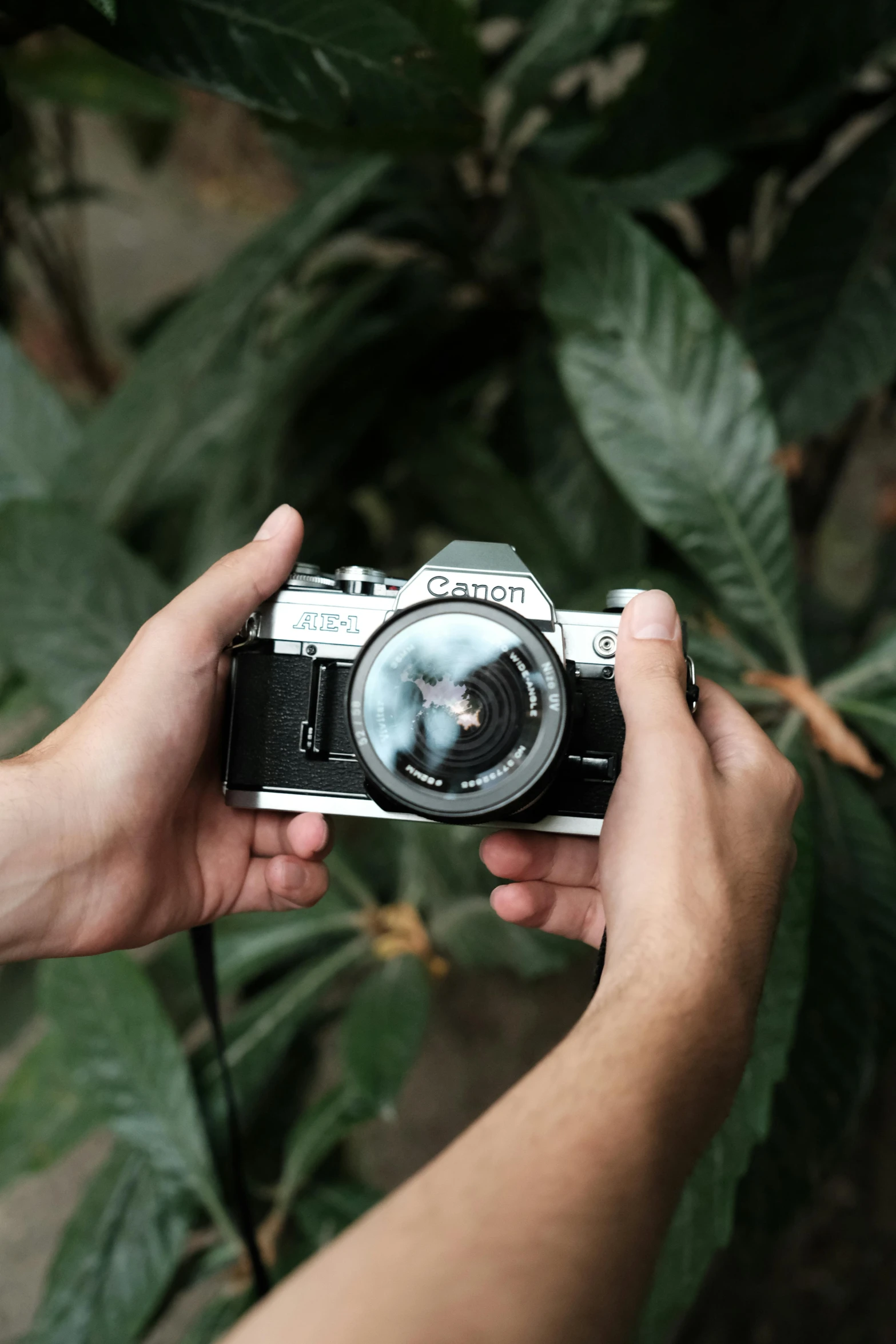 someone holding a camera near some leaves