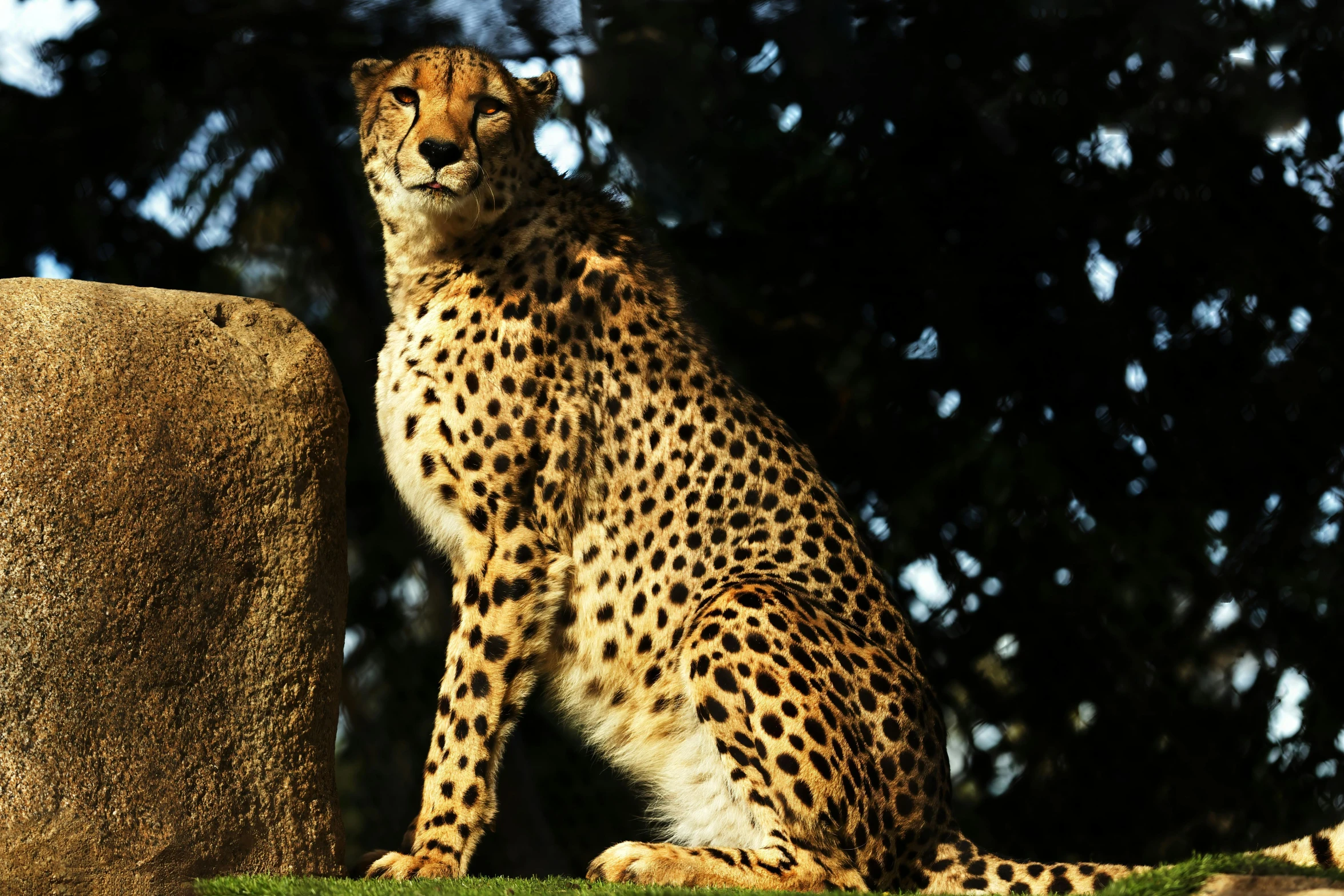 a cheetah is standing beside a stone and looking off into the distance