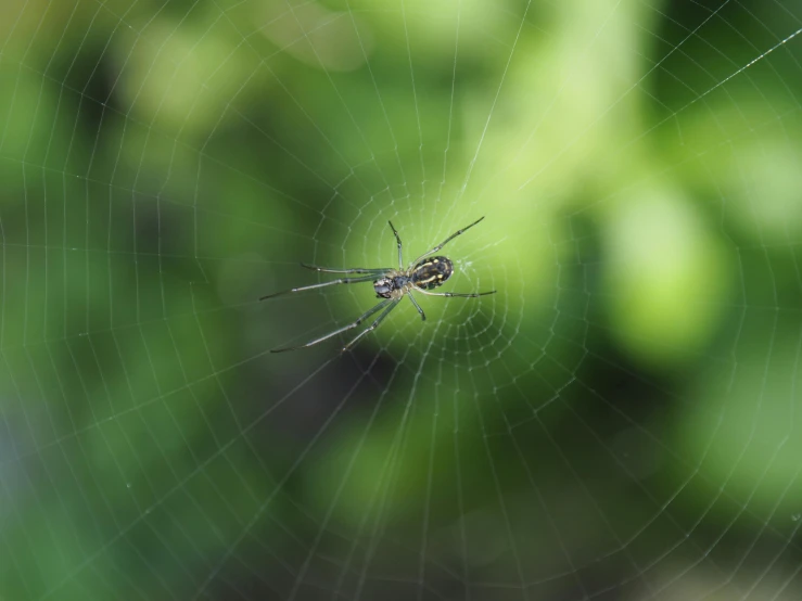 a spider is sitting in the middle of a web