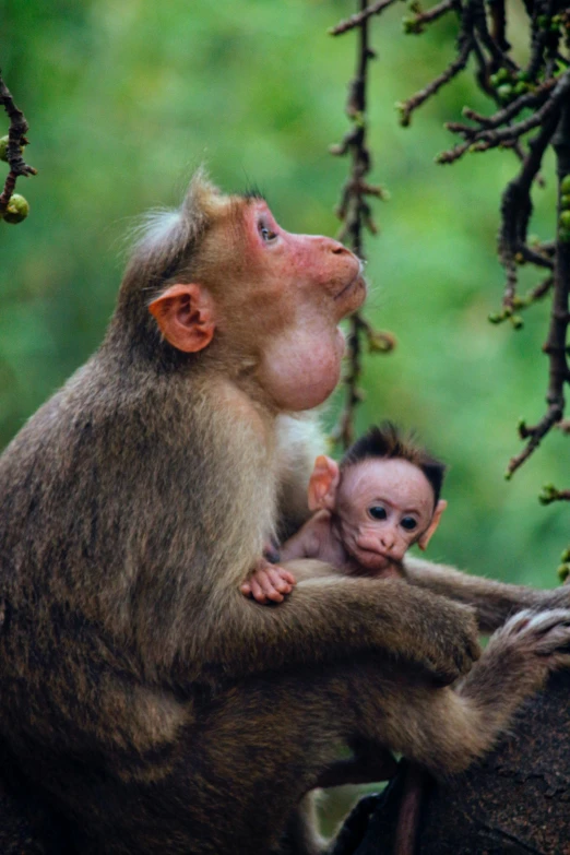 a monkey standing next to a baby