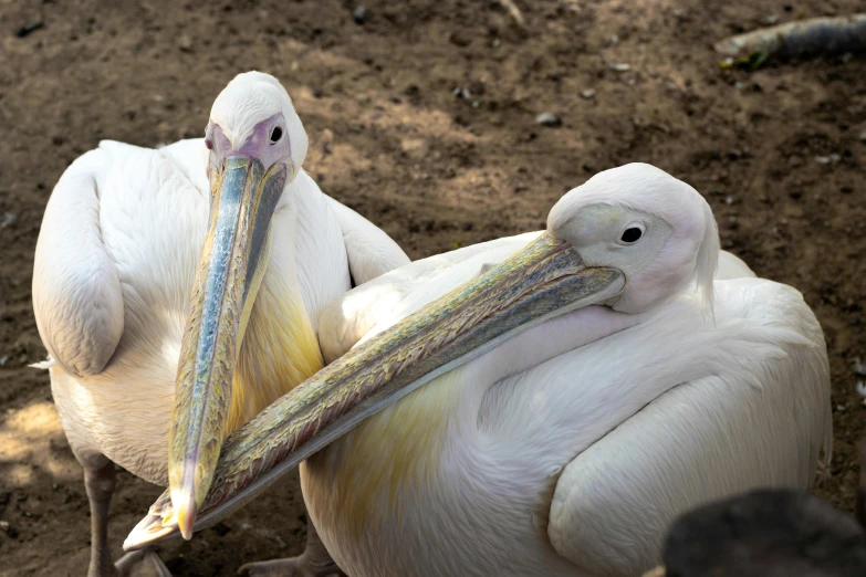 two pelicans on some brown ground with one holding it's baby