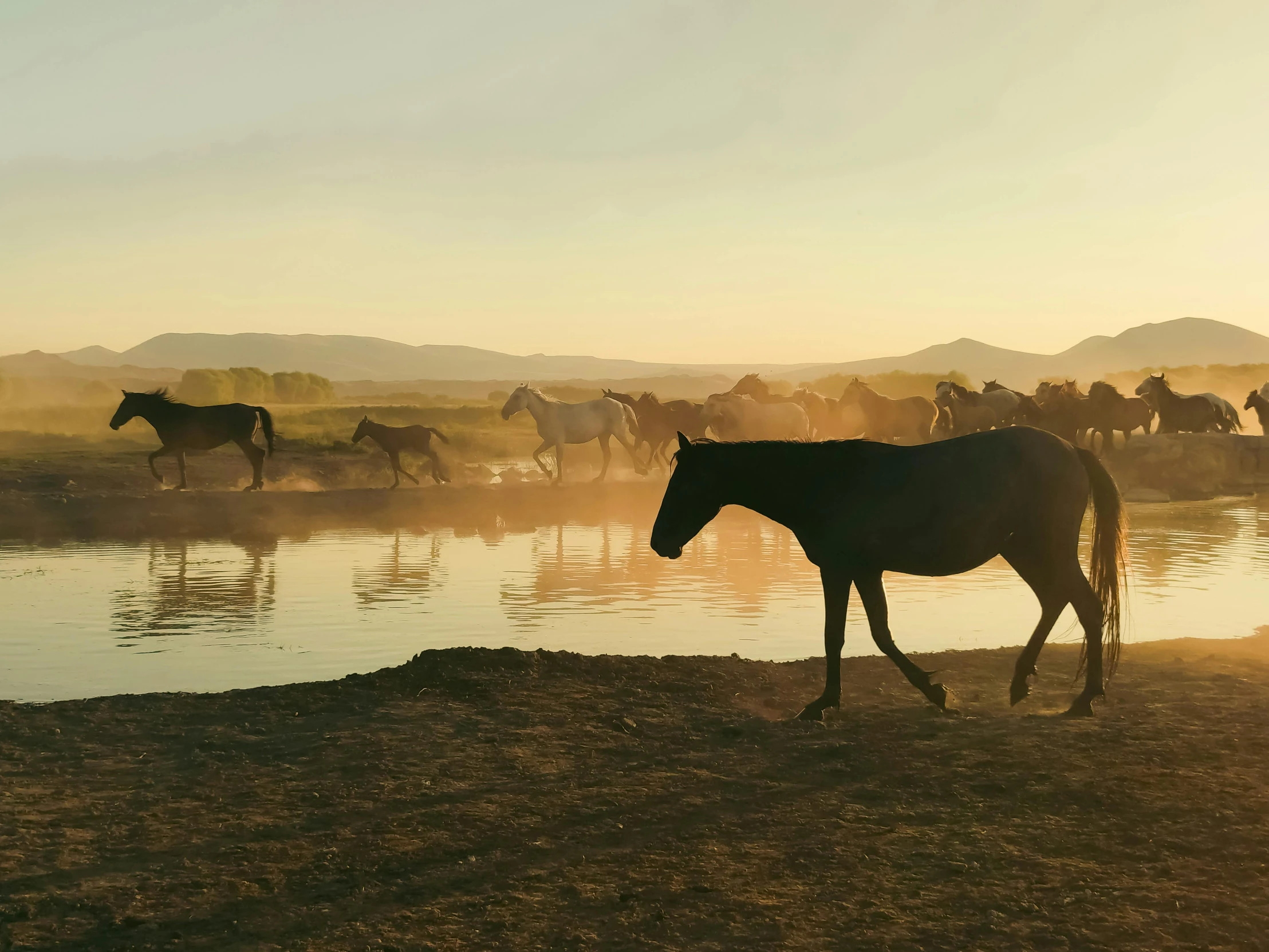 a group of horses on the edge of a pond