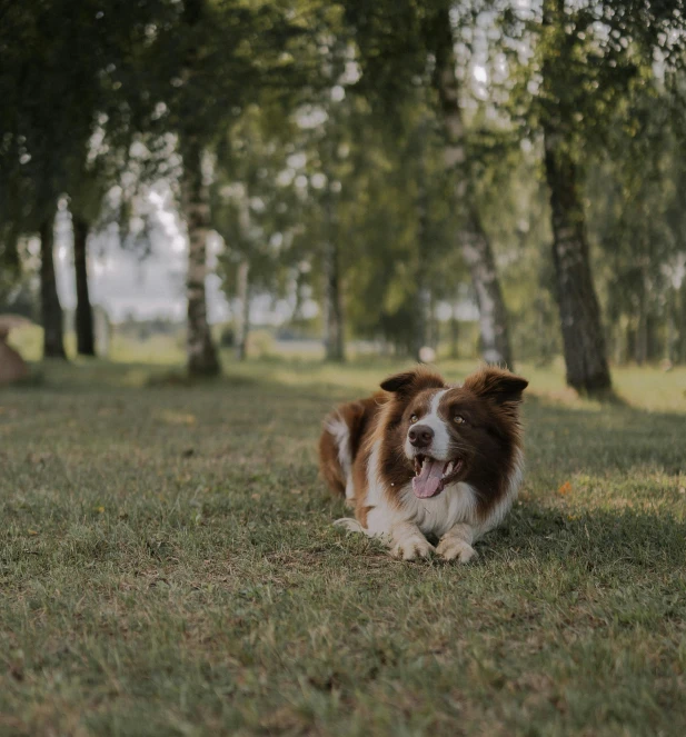 a dog is laying in the grass by some trees