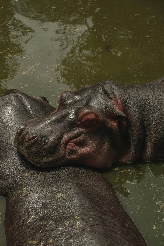 an elephant in the water is lying down