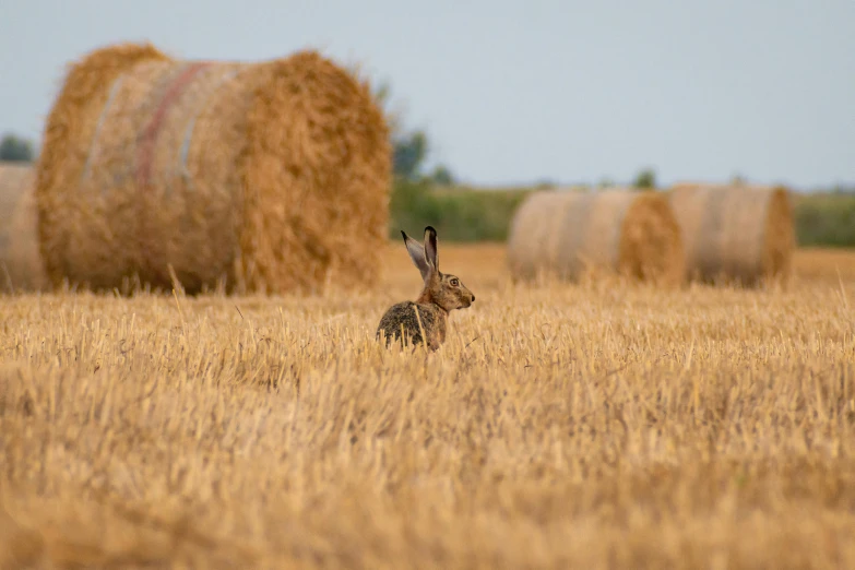 a rabbit in an open field with hay bales in the background