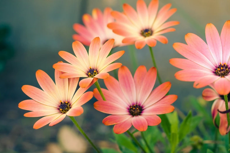 beautiful flowers with pink petals blooming on a sunny day