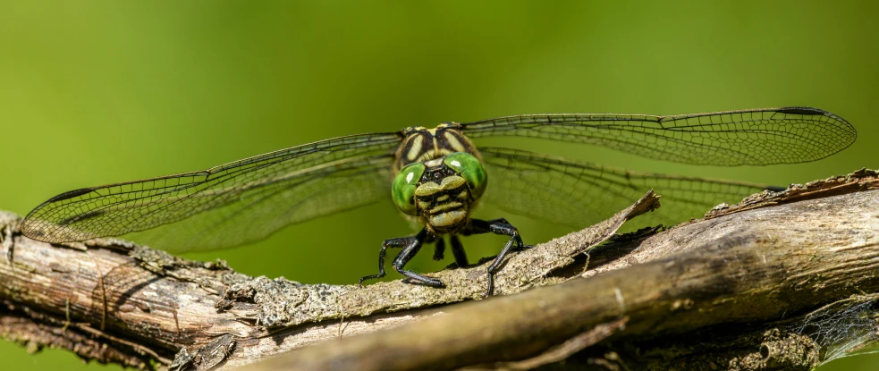 the large green bug is standing on a twig