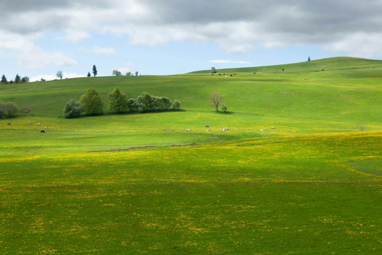 many animals are in the grass by the trees