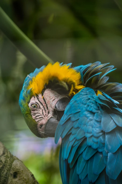 a large blue and yellow bird perched on top of a nch