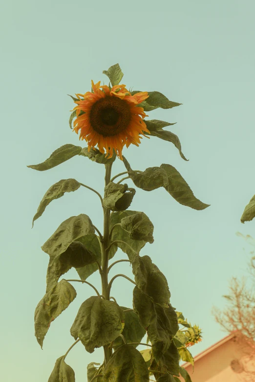 a yellow sunflower sitting in the middle of a tall field