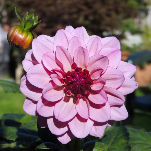 a big flower in the foreground with a bee on top