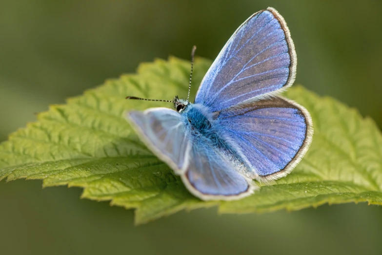 the blue erfly is sitting on a leaf