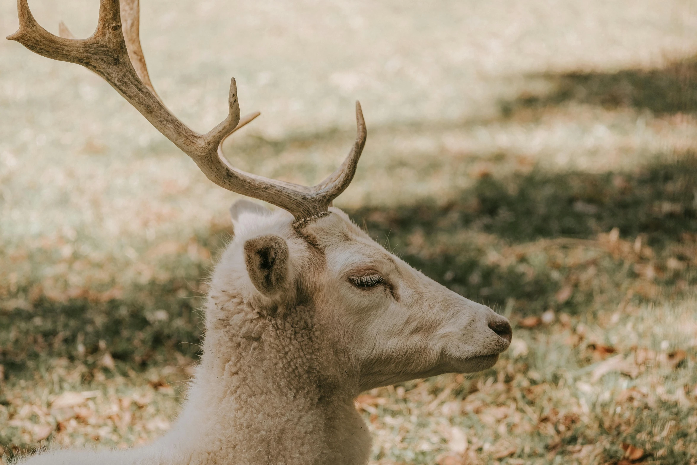 an adult white tailed deer looks over its shoulder