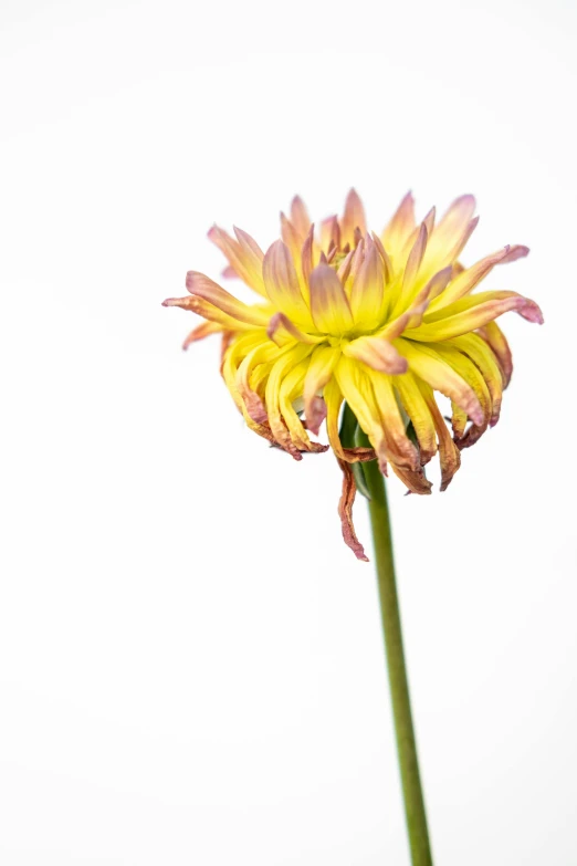 a close up of a flower in the air