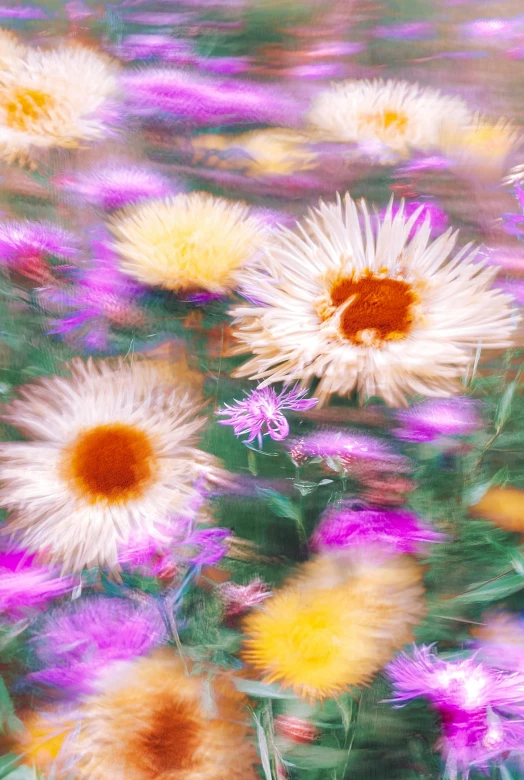 a group of flowers with lots of colorful flowers