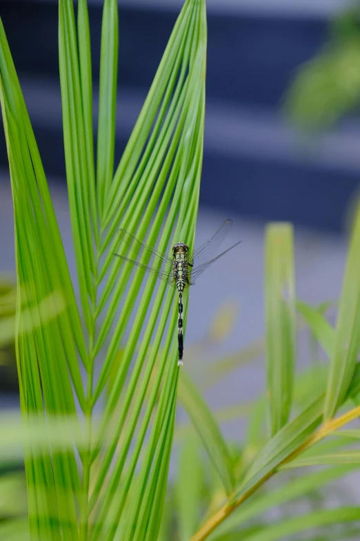 a dragon fly sits on a leaf near some water