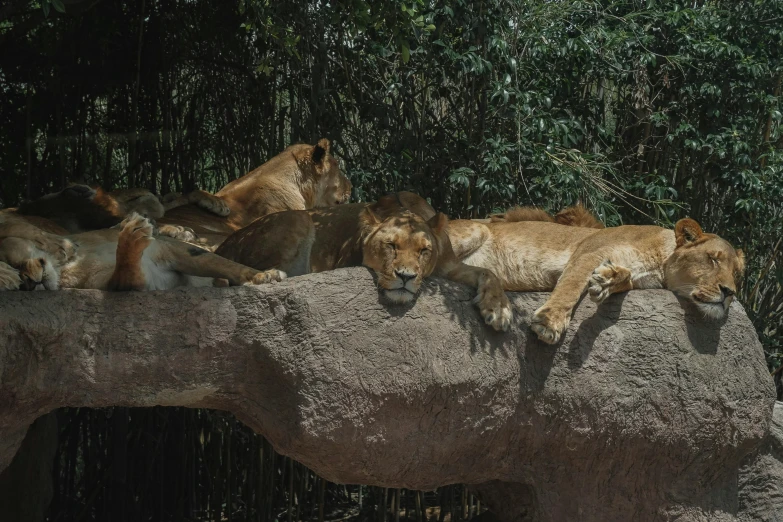 three lions resting on top of a rock in the woods