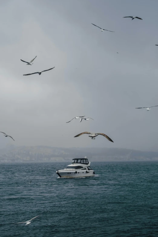 a boat sailing in the ocean with birds flying around