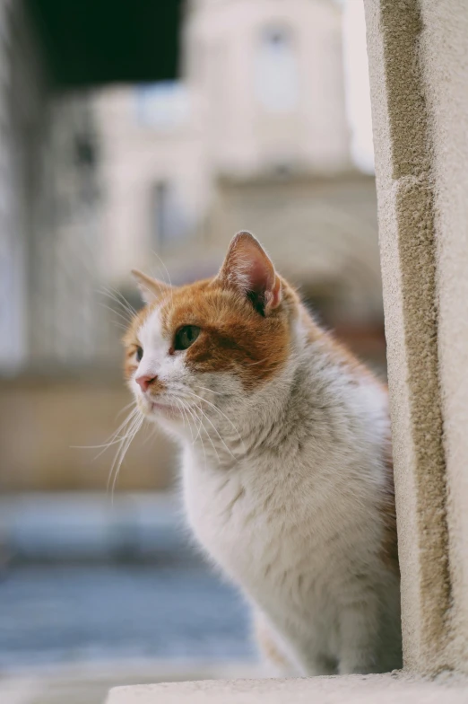 the cat is standing behind the column and looking straight ahead