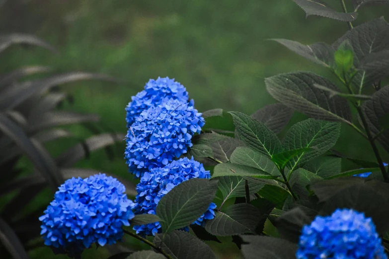 small blue flowers sit in the grass