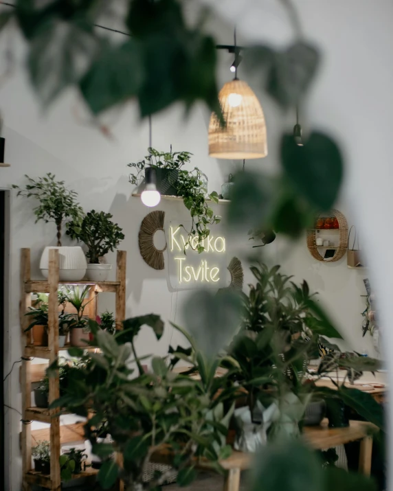 view of houseplant from through glass