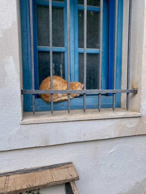 an orange cat sitting on a window sill in front of a blue frame