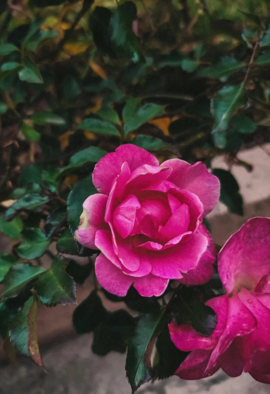 a pink flower with many leaves on it