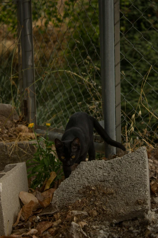 a black cat walking along a dirt ground