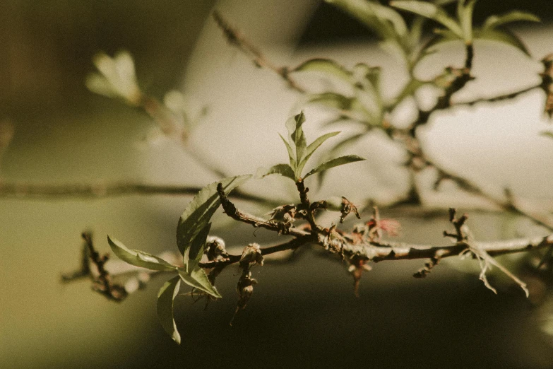 a close up image of leaves with blurry background