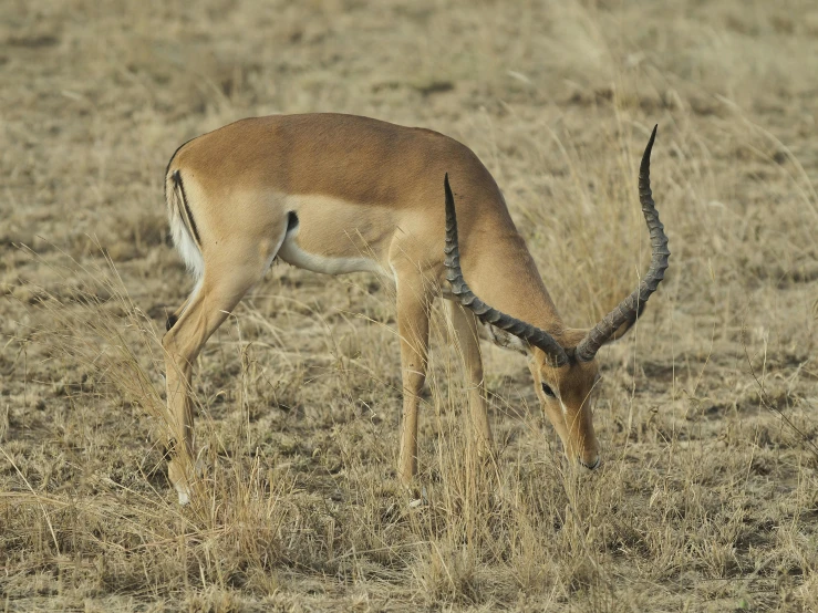 a gazelle with horns and long legs grazes in dry grass