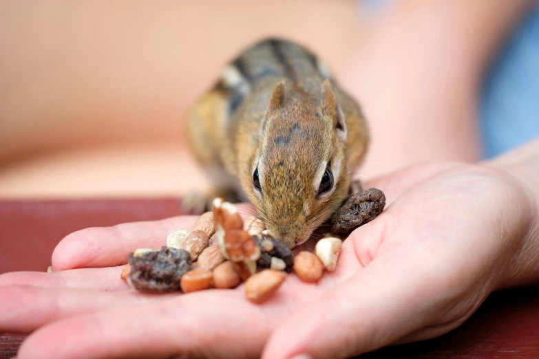 a small child holding up a small squirrel in their palm