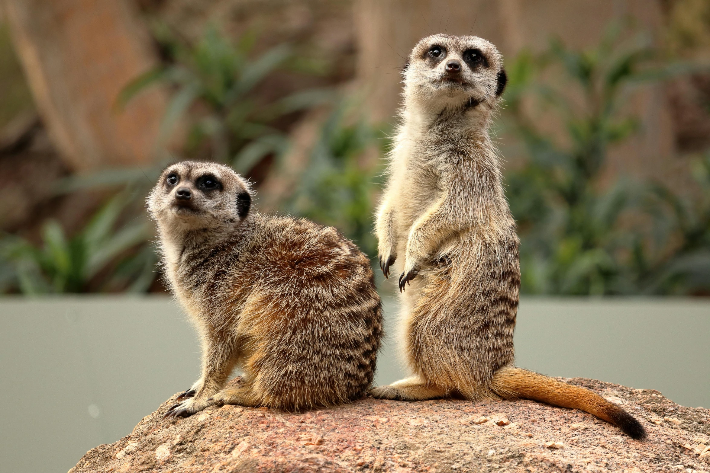 two small meerkats standing on a rock looking out