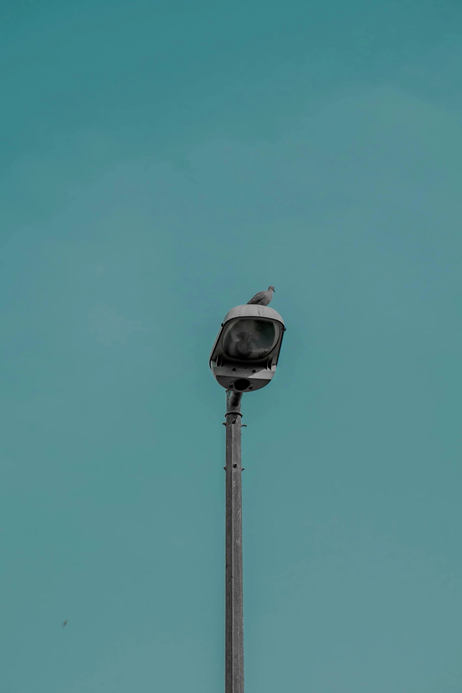 a small bird perched atop a traffic light