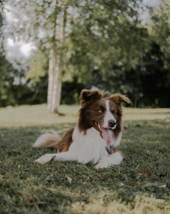 brown and white dog laying on top of a lush green field