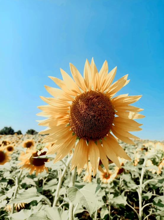 a large sunflower on top of a field of sunflowers