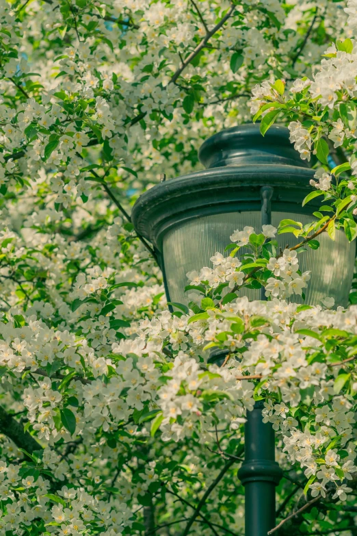 an old fashion street lamp surrounded by flowering trees