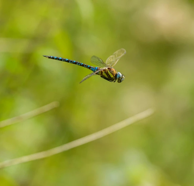 a blue and green insect on it's tail