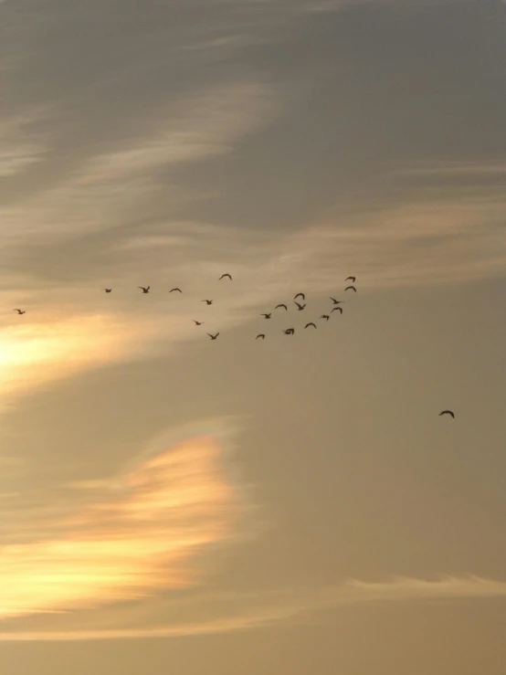 birds are flying in the sky with sunset on a cloudy day