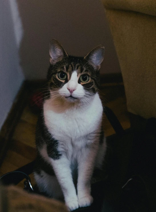 a gray and white cat is sitting on the floor next to a bag